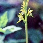 Corallorhiza trifida flower picture by Martin Bishop (cc-by-sa)