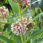 Asclepias sullivantii flower picture by Christina P (cc-by-sa)