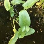 Calla palustris leaf picture by jemaine jemaine (cc-by-sa)