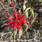 Grevillea rosmarinifolia flower picture by fernandez boll maria eugenia (cc-by-sa)