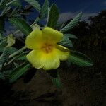 Turnera scabra habit picture by Nelson Zamora Villalobos (cc-by-nc)