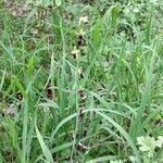 Ophrys insectifera leaf picture by Uwe Winkler (cc-by-sa)