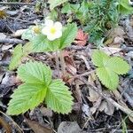 Fragaria moschata habit picture by Remi chausse (cc-by-sa)