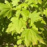 Acer circinatum leaf picture by Tracey Goldberg (cc-by-sa)