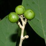 Solanum hazenii leaf picture by Nelson Zamora Villalobos (cc-by-nc)