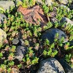 Lysimachia maritima habit picture by Alyona Appel (cc-by-sa)