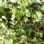 Viola odorata habit picture by Philippe FOURTIER (cc-by-sa)