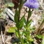 Globularia bisnagarica habit picture by Steve LE BRIQUIR (cc-by-sa)