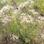 Galatella sedifolia habit picture by jean-jacques kelner (cc-by-sa)