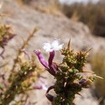 Junellia seriphioides flower picture by Fabien Anthelme (cc-by-sa)