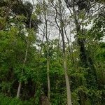 Populus tremula habit picture by Rory O'Conor (cc-by-sa)