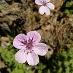 Erodium rupicola flower picture by manuelmm (cc-by-sa)