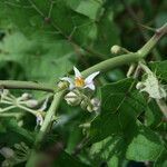 Solanum stramoniifolium flower picture by R. Tournebize (cc-by-sa)