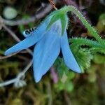 Borago pygmaea flower picture by Sergio costantini (cc-by-sa)