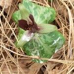 Trillium underwoodii leaf picture by M H (cc-by-sa)