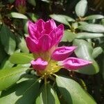 Rhododendron maximum flower picture by Alan Hicking (cc-by-sa)