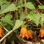 Canarina canariensis habit picture by Szabolcs Frater (cc-by-sa)