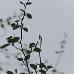 Alnus rubra leaf picture by Maarten Vanhove (cc-by-sa)