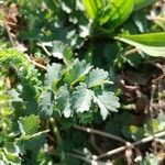 Erodium acaule leaf picture by Scarabello Michele (cc-by-sa)