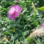 Centaurea sphaerocephala habit picture by Sergio costantini (cc-by-sa)