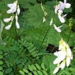 Vicia sylvatica habit picture by Jiří Voříšek (cc-by-sa)