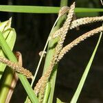 Paspalum virgatum fruit picture by Nelson Zamora Villalobos (cc-by-nc)