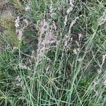 Eragrostis superba fruit picture by bimbi bimbi (cc-by-sa)