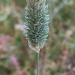 Phalaris minor flower picture by Abdul Ghaffar (cc-by-sa)