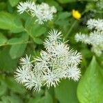 Thalictrum pubescens flower picture by Thomas Lemelin (cc-by-sa)