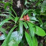 Guzmania lingulata leaf picture by John McFee (cc-by-sa)