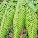 Cyathea arborea leaf picture by cardona Joaquin (cc-by-sa)