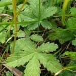 Potentilla reptans leaf picture by Dione Bouchaut (cc-by-sa)