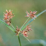 Cyperus longus fruit picture by Sans Attaches (cc-by-sa)