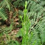 Erica arborescens leaf picture by monot clémence (cc-by-sa)