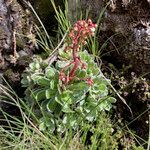 Saxifraga cotyledon habit picture by Fabien Anthelme (cc-by-sa)