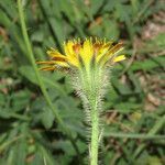 Hypochaeris achyrophorus flower picture by Emanuele Santarelli (cc-by-sa)