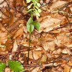 Epipactis leptochila habit picture by Martin Bishop (cc-by-sa)