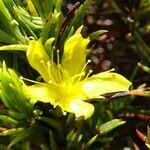 Hypericum juniperinum flower picture by Fabien Anthelme (cc-by-sa)