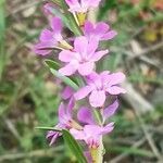 Lythrum junceum flower picture by Ricardo Lemaur (cc-by-sa)