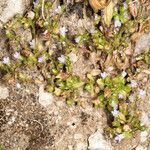 Campanula erinus habit picture by Martin Bishop (cc-by-sa)