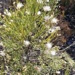 Baccharis sarothroides flower picture by Jonathan Testa (cc-by-sa)