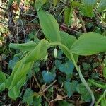 Polygonatum odoratum habit picture by Yoan MARTIN (cc-by-sa)