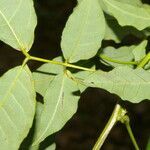 Senna undulata leaf picture by Nelson Zamora Villalobos (cc-by-nc)