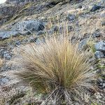 Calamagrostis recta habit picture by Fabien Anthelme (cc-by-sa)