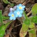 Myosotis stricta flower picture by Cmatata (cc-by-sa)