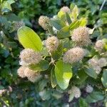 Maclura pomifera flower picture by Dan Maxwell (cc-by-sa)