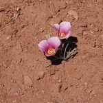 Calochortus flexuosus flower picture by Giuseppe Camarlinghi (cc-by-sa)