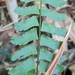 Asplenium claussenii leaf picture by Trap Hers (cc-by-sa)