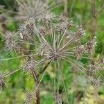 Angelica heterocarpa fruit picture by NaNo_ N9 (cc-by-sa)