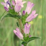 Campanula macrostachya flower picture by Rossen Vassilev (cc-by-sa)